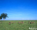 Defassa waterbok (Kobus defassa)