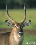 Defassa waterbok (Kobus defassa)