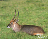 Defassa Waterbuck (Kobus defassa)