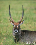 Defassa waterbok (Kobus defassa)