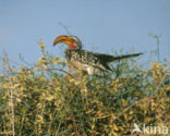 Yellow-billed Hornbill (Tockus flavirostris)