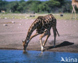 Giraffe (Giraffa camelopardalis)