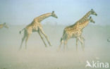 Southern giraffe (Giraffa camelopardalis)