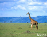 Giraffe (Giraffa camelopardalis)
