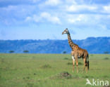 Giraffe (Giraffa camelopardalis)