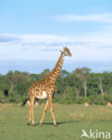 Giraffe (Giraffa camelopardalis)