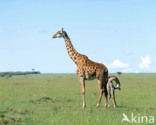 Giraffe (Giraffa camelopardalis)