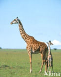 Giraffe (Giraffa camelopardalis)