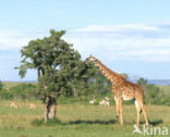 Giraffe (Giraffa camelopardalis)