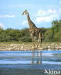 Giraffe (Giraffa camelopardalis)