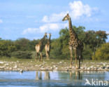 Giraffe (Giraffa camelopardalis)