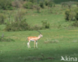 Grant’s Gazelle (Nanger granti)