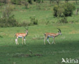 Grant’s Gazelle (Nanger granti)