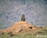 Olive baboon (Papio anubis)