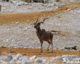 Grote koedoe (Tragelaphus strepsiceros)