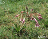Pyama lilly (Crinum macowanii)
