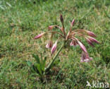 Haaklelie (Crinum macowanii)
