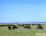 Cape buffalo (Syncerus caffer)