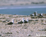 Southern black-backed gull