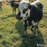 Cow (Bos domesticus)