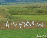 Cattle Egret (Bubulcus ibis)