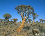 Kokerboom (Aloe dichotoma)