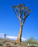 Kokerboom (Aloe dichotoma)