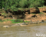Nijlkrokodil (Crocodylus niloticus)