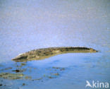 Nile Crocodile (Crocodylus niloticus)