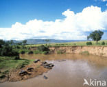 Hippopotamus (Hippopotamus amphibius) 