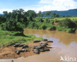 Hippopotamus (Hippopotamus amphibius) 