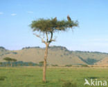 Lappet-faced Vulture (Torgos tracheliotos) 