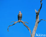 Lappet-faced Vulture (Torgos tracheliotos) 
