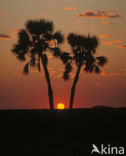 Fan Palm (Hyphaene ventricosa)