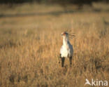 Secretary bird (Sagittarius serpentarius)