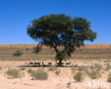 Springbok (Antidorcas marsupialis)