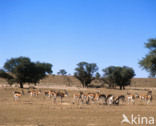 Springbok (Antidorcas marsupialis)