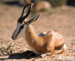 Springbok (Antidorcas marsupialis)