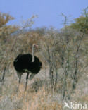 Ostrich (Struthio camelus)