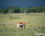 Thomson’s gazelle (Eudorcas thomsonii) 