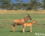 Topi (Damaliscus lunatus topi)