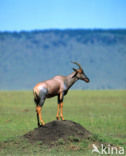 Topi (Damaliscus lunatus topi)