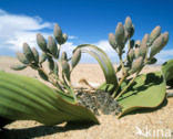 Tweeblaarkanniedood (Welwitschia mirabilis)