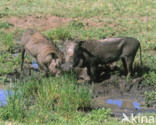 desert warthog (Phacochoerus aethiopicus)