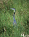 Black-headed heron (Ardea melanocephala)