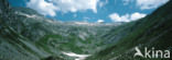 Alps