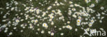 Gewone margriet (Leucanthemum vulgare)