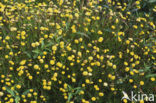 Goudknopje (Cotula coronopifolia)