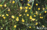 Goudknopje (Cotula coronopifolia)