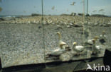 Cape Gannet (Morus capensis) 